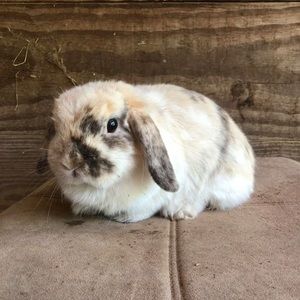 Meet your Posher, Lnc